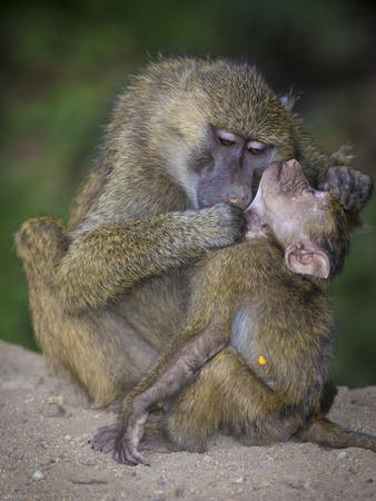 Baboon Fake Id